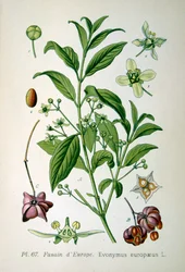 Eurooppalainen karapuu, 1893