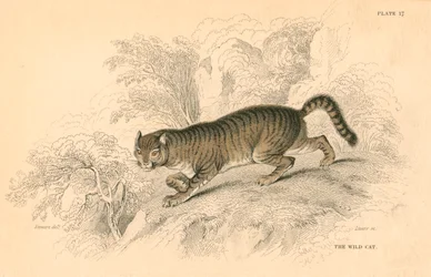Euroopan villikissa Felis silvestris, 1828