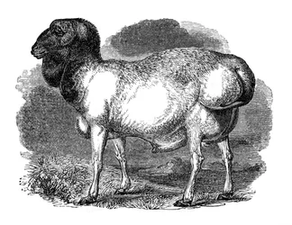 Tartarian rasvahäntälammas, 1848