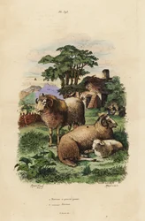 Rasvahäntäinen lammas, Ovis aries 1, ja merinolammas, Ovis aries 2