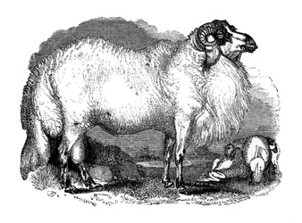 Syyrian rasvahäntälampaita, 1848
