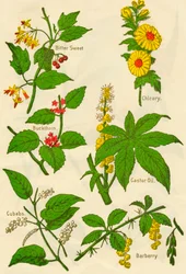 Kukat: Bitter Sweet, tyrni, kuutiot, sikuri, risiiniöljy, haponmarja, c1940.