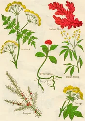 Kukat: Hemlock, Islannin sammal, Ipecacuanha, Intian hamppu, kataja, Lovage, c1940