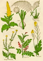 Kukat: Mullein, sipuli, uros saniainen, nodge-sinappi, lakritsi, sinappi, c1940