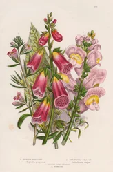 Foxglove Digitalis purpurea keskus, c1885.