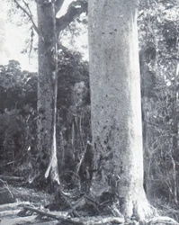 Jättiläinen Kauri-puu, 1800-luvun loppu - 1900-luvun alku.