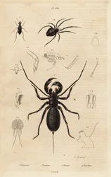 Jättiläispiiskaskorpioni, Mastigoproctus giganteus, kovakuoriainen, Theratus-lajit ja hämähäkkihämähäkki, Theridion-lajit