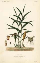 Inkivääri tai inkiväärijuuri, Zingiber officinale, Amomum zingiber, Gingembre