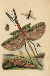 Goljattikuppihyönteis, Eurycnema goliath, kärpäs, Phasia-lajit, mehiläistappaja-ampiainen, Philanthus triangulum, kuoritukko, Phloea corticata