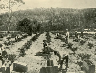 Karviaisfarmi, Glenbrook, 1901.