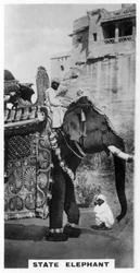 Hallitusnorsu valtion puvussa, Etelä-Intia, 1925