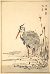 Harmaahaikara Aosagi ja Mizu-aoi-kasvi, 1857.
