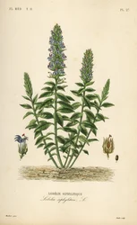 Suuri sininen lobelia, Lobelia siphilitica, Lobelia siphilitica, Lobelia syphilitique