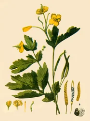 "Suuri selanti", 1839, 1944.