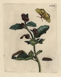 Takiainen, Arctium lappa -kasvi, koi, toukka ja pupu 63