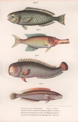 Vihreä papukaijakala. Intialainen pitkäsuu, Rasirnesser, Wrasse, noin 1850-luku