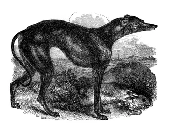 Vinttikoira, 1848