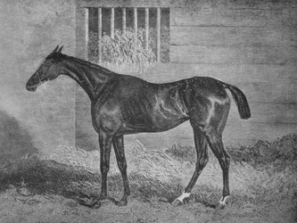 Gulnare, 1800-luku, 1911
