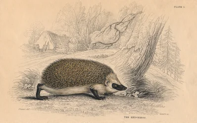 Eurooppalainen siili Erinaceus, 1828