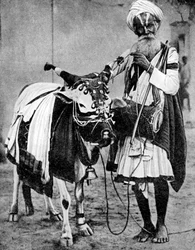 Hindu lehmä pyhän lehmän kanssa, Intia, 1936