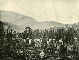 Humalan poiminta Tasmaniassa, 1901.