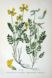Hevosenkenkävirna, 1893