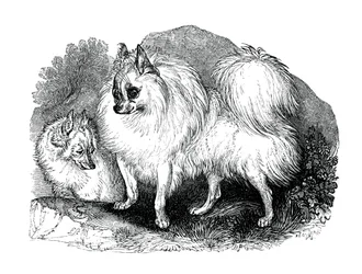Islantilainen koira, 1848