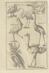 Kuvat haulla Beschreibung des Vorgebürges des Guten Hoffnung und derer darauf wohnenden Hottentotten av Kolb, Peter og utgitt av bey Peter Conrad Monath (de, 1745)