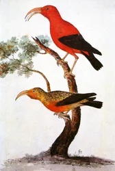 Kuva/Iiwi/Iwi/Scarlet honeycreeper/Scarlet Hawaiian Honeycreeper