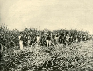 Queenslandin sokeriviljelmässä, 1901.