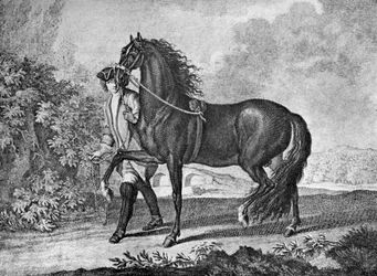 italialainen napolilainen hevonen, 1722 1938