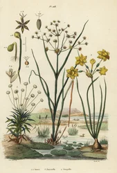 Nivelruissu, Juncus articulatus 1, rupikonnarupikonna, Juncus bufonius 2, piippuruoho, Paepalanthus dendroides 3, ja narsissi, Narcissus jonquilla 4. Jones, Joncinelle, Jonquille