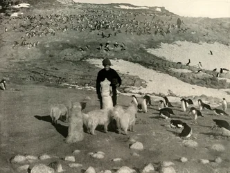 Joyce and the Dogs in the Penguin Rookery, c1908, 1909.