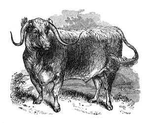 Lancashiren härkä, näyte pitkäsarvistaisista roduista, 1848