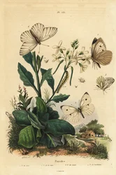 Suuri valkoinen, Pieris brassicae 1, pieni valkoinen, Pieris rapae 2, vihreäsuonivalkoinen, Pieris napi 3 ja mustasuonivalkoinen, Aporia crataegi 4. Pierid perhoset