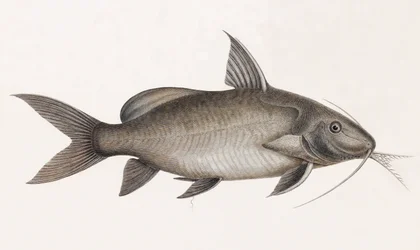 Le Pimelode Scheilan, lähikuva