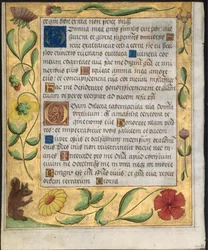 Lehti psalterista ja rukouskirjasta: Koristereunus kukilla ja orava verso, n. 1524.