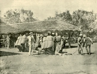 Loading Camels, Australian asemalla, 1901.