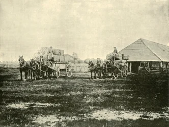 Ladataan villaa, Warrawoohin asema, Wimmera, 1901.