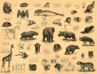 Nisäkkäät, 1910.