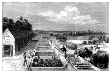 Indigon valmistus Tirhoot Muzaffarpurissa, Ala-Bengalissa, 1869