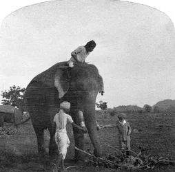 Mestari Ekbal ruokkimassa norsua, Intia, 1900-luku