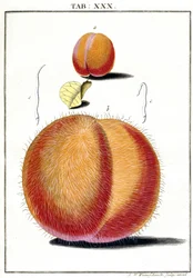 Mikroskooppi