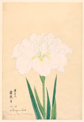 Pakkasyön kuu (Shimoyo no Tsuki), nro 38, n. 1910
