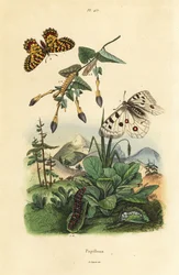 Vuori-Apollo-perhonen, Parnassius apollo 1, ja eteläinen festoon, Zerynthia polyxena 2, toukka ja pupa