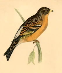 Mountain Finch, 1800-luvun loppu.