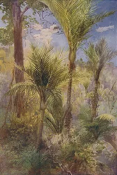 Uuden-Seelannin metsä, 1924