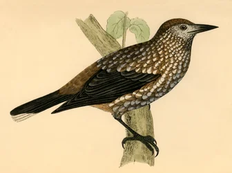 Pähkinänsärkijä, 1800-luvun loppu.