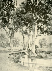 Old Gums, Mt. Crawford, Etelä-Australia, 1901.