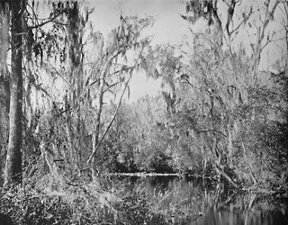 Governors Creekissä, Ocklawaha Riverissä, Floridassa, 1897.